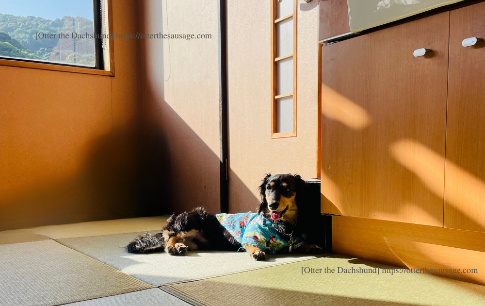 photo_travel with dogs_hang out with dogs_犬旅ブログ_犬とお出かけブログ_ドッグフレンドリー_網代観光ホテル_オッター